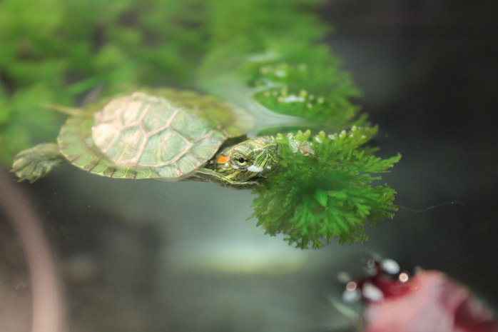 Ridiculously photogenic turtle (and a piece of dog hair).