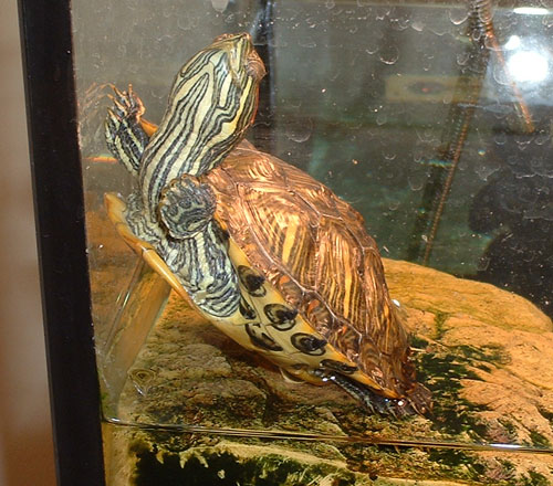 Cute turtle sunbathing